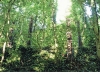 landfraktale-schloss-neuenstein-kultursommer-nordhessen-2001